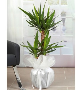 YUCCA İTHAL İKİLİ