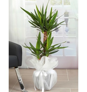 YUCCA İTHAL İKİLİ