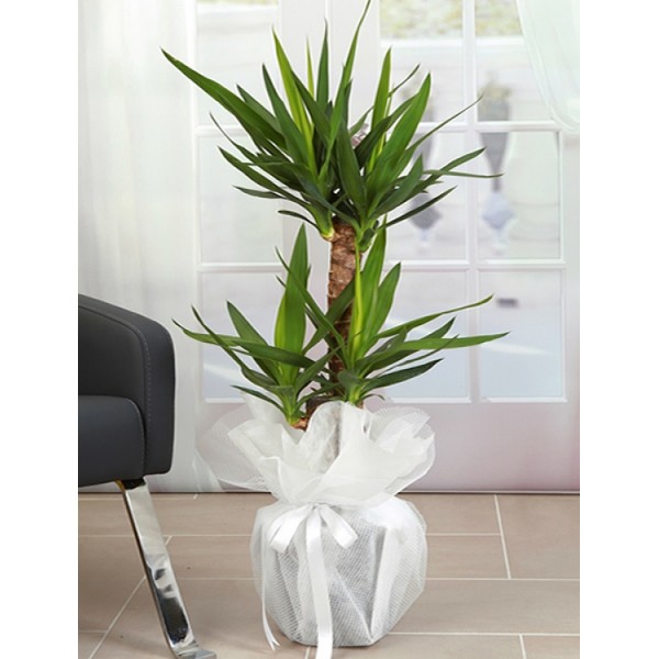YUCCA İTHAL İKİLİ