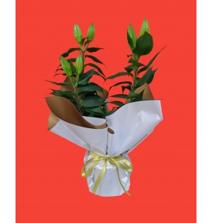 Kokulu Lilyum Saksı Açmamış