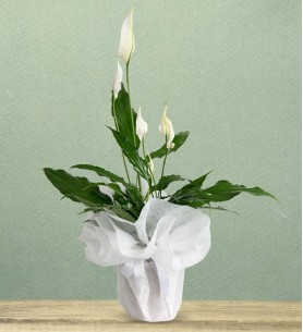 Spatilyum Çiçeği 40-50cm
