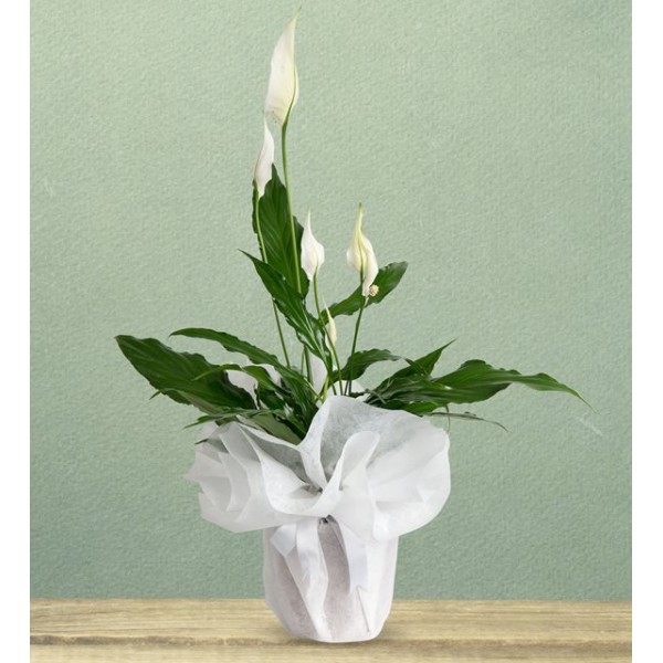 Spatilyum Çiçeği 40-50cm
